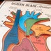 Heart Anatomy Printable Activity, Human Body Game, About Me, Heart ...