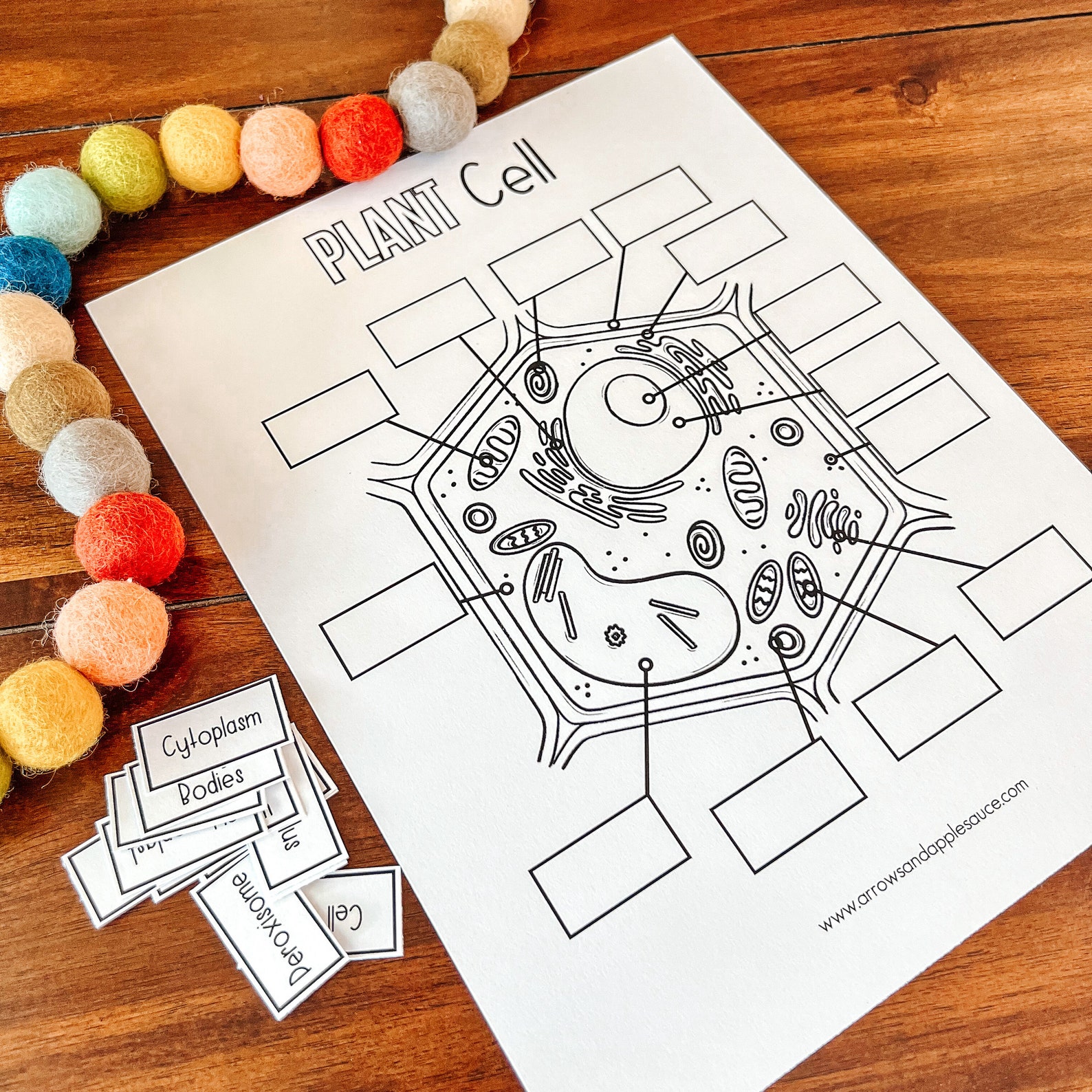 Plant Cell Anatomy Printable Activity, Kids Science, Cell Structure ...