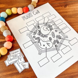 Plant Cell Anatomy Printable Activity, Kids Science, Cell Structure ...