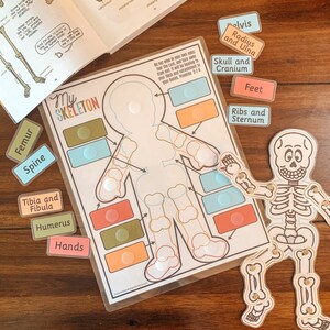 Skeleton Anatomy Activity, Printable Human Bones Lesson, Moving ...