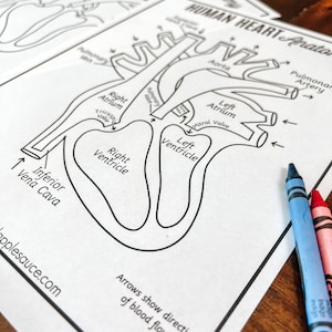 Human Heart Anatomy, Printable Coloring Pages, Human Body Unit Study Activity, Circulatory ...