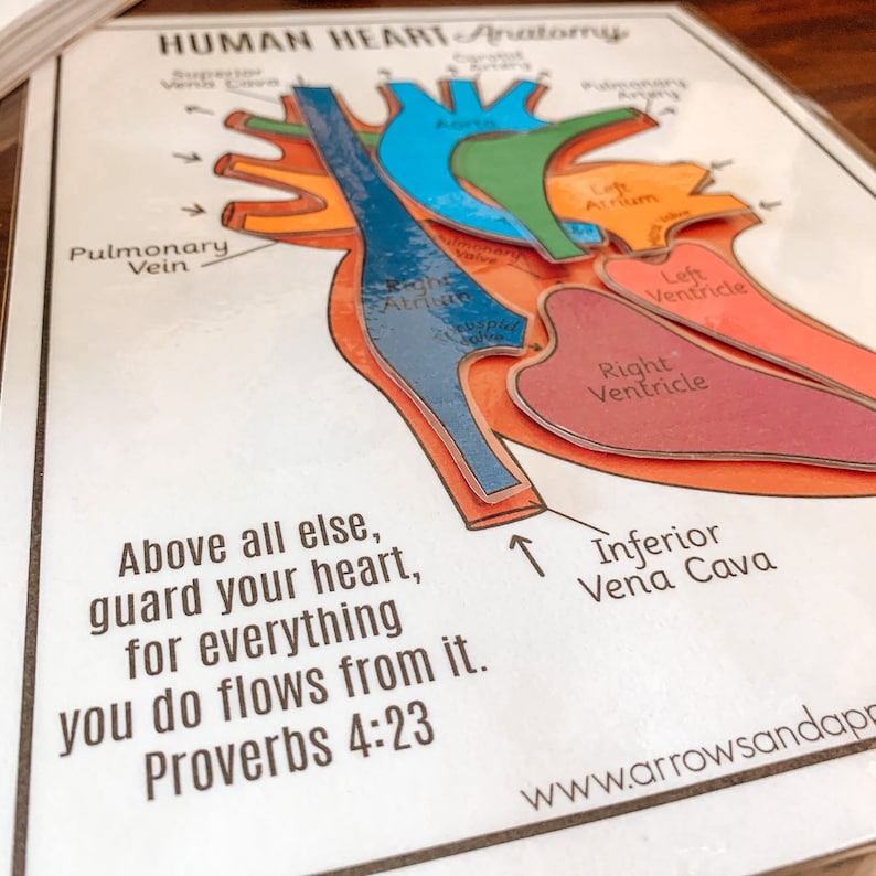 Heart Anatomy Printable Activity Human Body Game About Me | Etsy