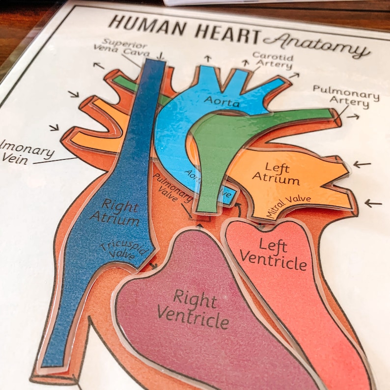 K&ouml;nnte beinhalten: Ein farbiges Diagramm der Anatomie des menschlichen Herzens. Das Herz ist in vier Kammern unterteilt: die rechte Vorkammer, die rechte Herzkammer, die linke Vorkammer und die linke Herzkammer. Das Diagramm zeigt auch die wichtigsten Blutgef&auml;&szlig;e, die mit dem Herzen verbunden sind, darunter die Aorta, die Lungenarterie, die obere Hohlvene und die Lungenvene.