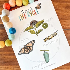 Butterfly Activity Set, Kids Printable, Monarch Butterfly Life Cycle Lesson, Homeschool Science, Entomology, Nature Study, Butterfly Anatomy
