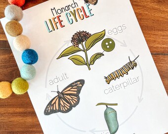 Monarch Butterfly Activity Set, Kids Printable Butterfly Life Cycle Lesson, Homeschool Science, Entomology, Nature Study, Butterfly Anatomy