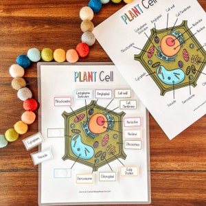 Plant Cell Anatomy Printable Activity, Kids Science, Cell Structure Diagram, Homeschool Botany, Earth Science, Coloring Page, Biology Lesson