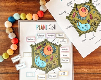 Plant Cell Anatomy Printable Activity, Kids Science, Cell Structure Diagram, Homeschool Botany, Earth Science, Coloring Page, Biology Lesson