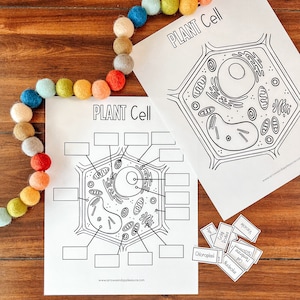 Cell Structure Diagram Printable Bundle, Plant Cell, Animal Cell ...