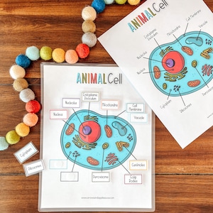 Animal Cell Anatomy Activity, Homeschool Science Lesson, Kids Biology Activity, Coloring Page, Cell Structure Diagram, Elementary Education