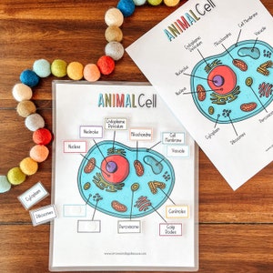 Activiteit dierlijke celanatomie, wetenschapsles voor thuisonderwijs, biologie-activiteit voor kinderen, kleurplaat, diagram celstructuur, basisonderwijs