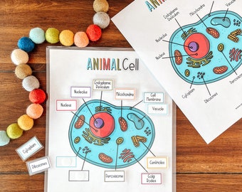 Animal Cell Anatomy Activity, Homeschool Science Lesson, Kids Biology Activity, Coloring Page, Cell Structure Diagram, Elementary Education