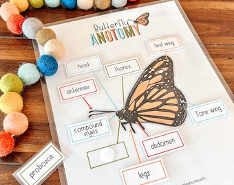 May include: A printable butterfly anatomy chart with labels for head, antennae, compound eyes, thorax, abdomen, legs, fore wing, and hind wing. The chart features a colorful illustration of a butterfly.