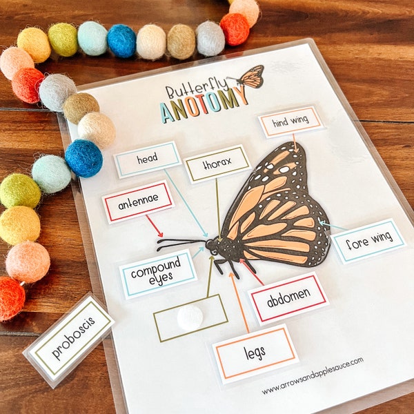 Butterfly Activity Set, Kids Printable, Monarch Butterfly Life Cycle Lesson, Homeschool Science, Entomology, Nature Study, Butterfly Anatomy