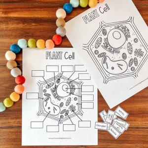 Plant Cell Anatomy Printable Activity, Kids Science, Cell Structure ...