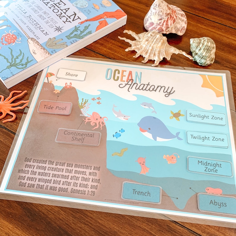 Ocean Anatomy Printable Ocean Zones Activity Ocean | Etsy