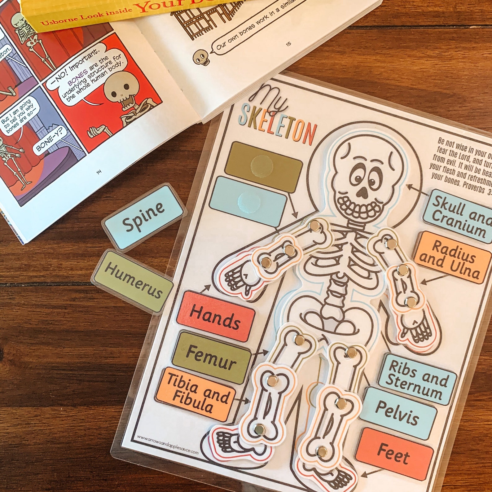 Skeleton Anatomy Activity, Printable Human Bones Lesson, Moving ...