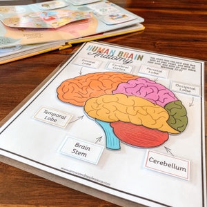 Human Brain Anatomy Printable Activity, Brain Puzzle, Brain Parts ...