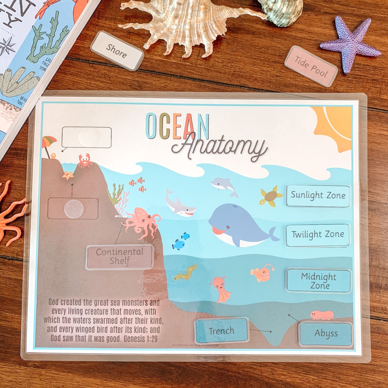 Ocean Anatomy Printable Ocean Zones Activity Ocean | Etsy