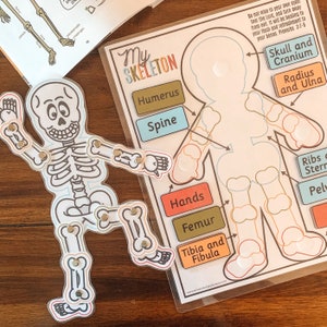 Skeleton Anatomy Activity, Printable Human Bones Lesson, Moving Skeleton Craft, Kids Anatomy Game, Homeschool Printable, Human Science Study