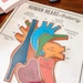 Heart Anatomy Printable Activity, Human Body Game, About Me, Heart ...