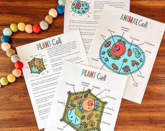 Cell Structure Diagram Printable Bundle, Plant Cell, Animal Cell, Biology Lesson, Kids Homeschool Activity, Earth Science, Coloring Page