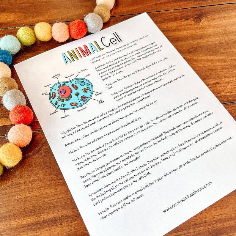 Cell Structure Diagram Printable Bundle, Plant Cell, Animal Cell, Biology Lesson, Kids Homeschool Activity, Earth Science, Coloring Page image 8