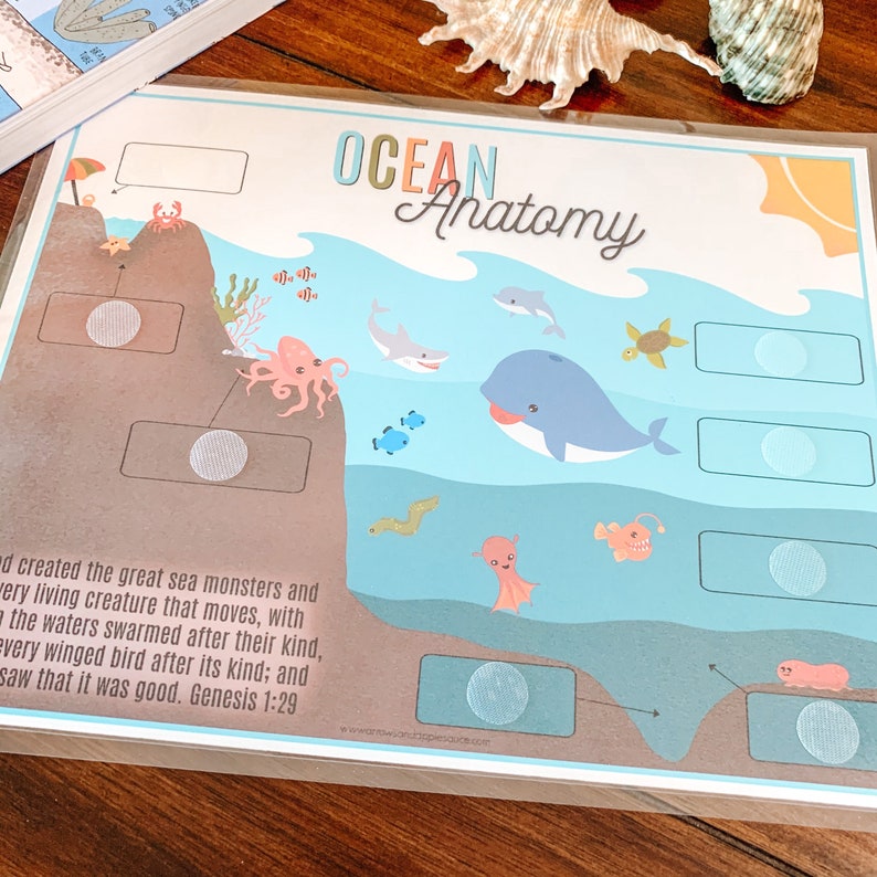 Ocean Anatomy Printable Ocean Zones Activity Ocean | Etsy
