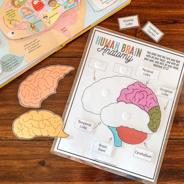 Anatomie van het menselijk brein afdrukbare activiteit, hersenpuzzel, hersendelen matchen, homeschool activiteit, Kids Science Game, menselijke anatomie onderwijs
