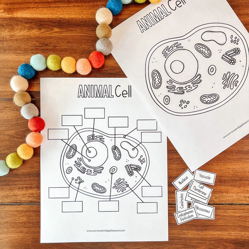 Cell Structure Diagram Printable Bundle, Plant Cell, Animal Cell, Biology Lesson, Kids Homeschool Activity, Earth Science, Coloring Page image 9