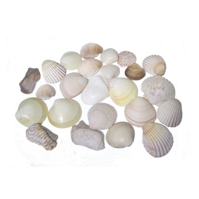 Natural Shells x 25