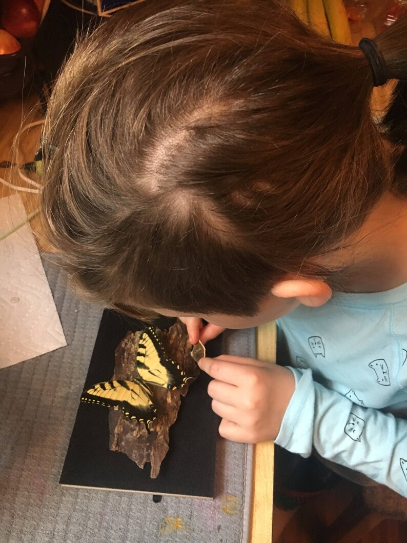 REAL Papilio Antenor and Giant Barred Orange Butterfly in a 8x10 black shadow box .