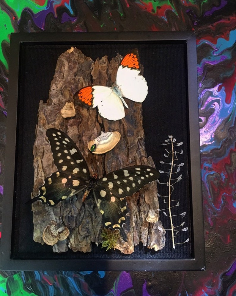 REAL Papilio Antenor and Giant Barred Orange Butterfly in a 8x10 black shadow box .