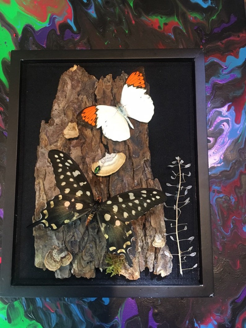 REAL Papilio Antenor and Giant Barred Orange Butterfly in a 8x10 black shadow box .