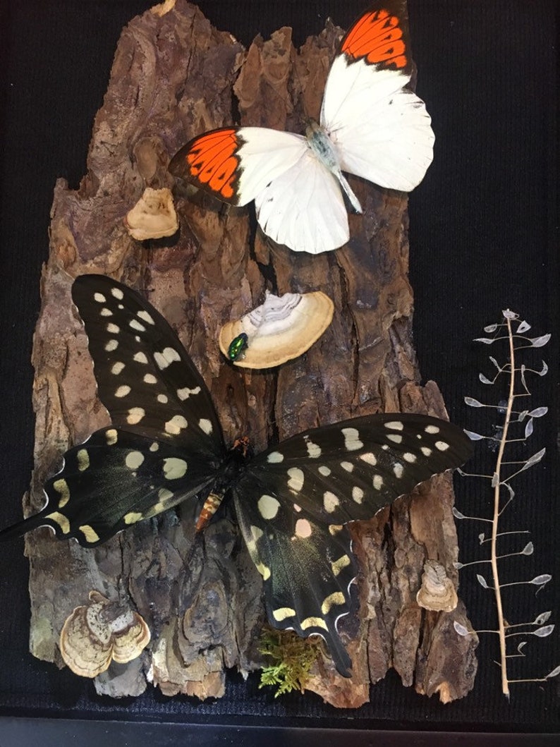 REAL Papilio Antenor and Giant Barred Orange Butterfly in a 8x10 black shadow box .