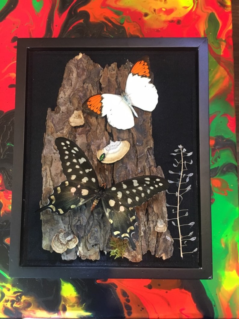 REAL Papilio Antenor and Giant Barred Orange Butterfly in a 8x10 black shadow box .