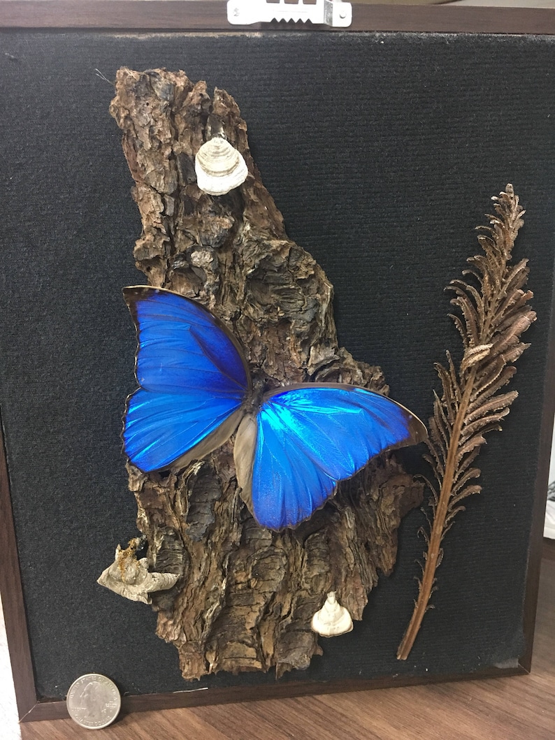 Real Blue Morpho in a large brown 8x10 shadow box