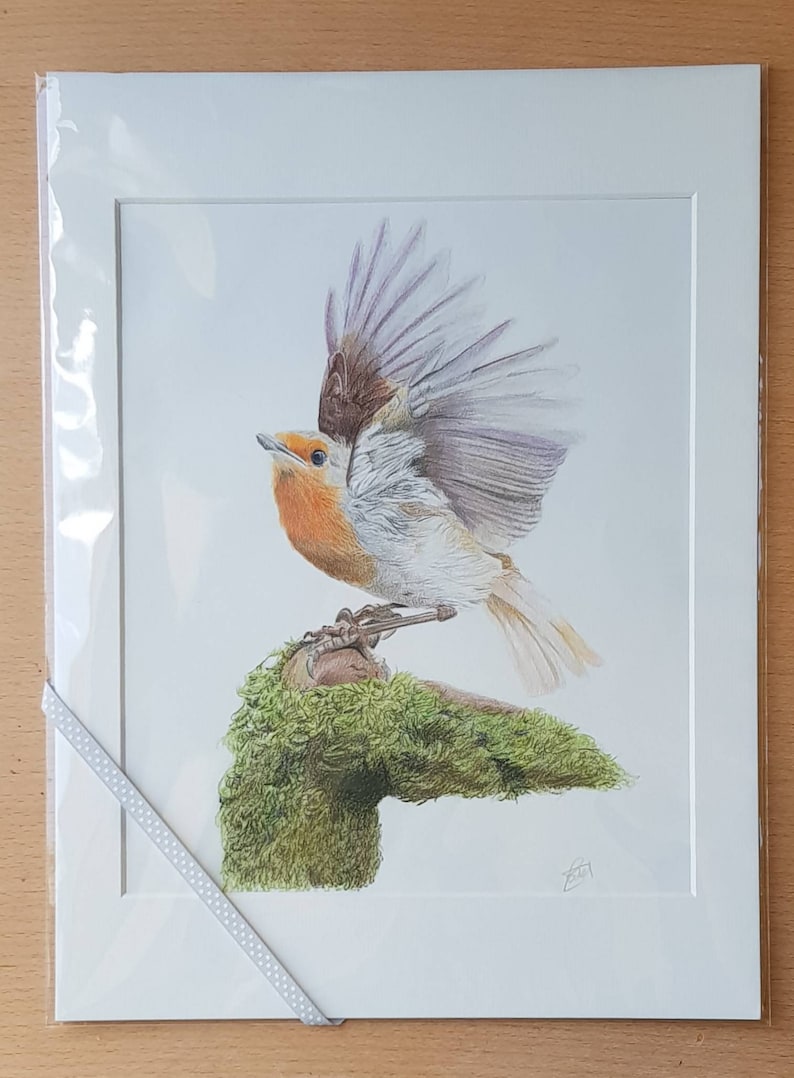 Robin Picture Minimalist Fine art Illustration of a Robin in flight with 12 inch by 16 inch mount