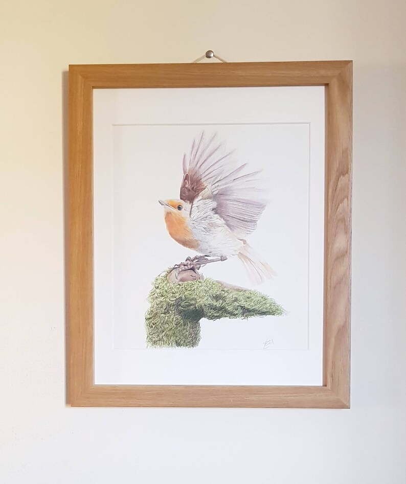 Robin Picture Minimalist Fine art Illustration of a Robin in flight with 12 inch by 16 inch mount