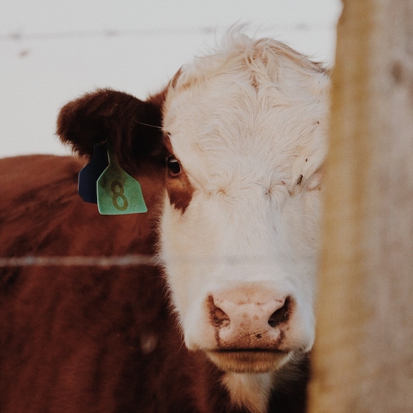 Adorable hereford cow glossy photo print |4x6| |5x7| |8x10| with the option of a black, white, or cream photo mat