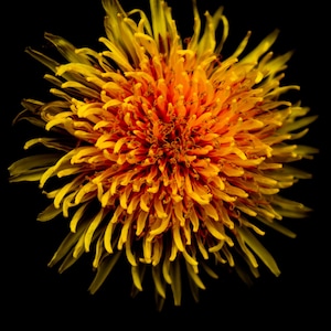 Macro dandelion glossy photo print |4x6| |5x7| |8x10| with the option of a black, white, or cream photo mat