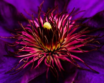 Glansigt fototryck av makroklematisblomma | 10x15 cm | 13x18 cm | 20x25 cm | med möjlighet till svart, vit eller krämfärgad fotomatta