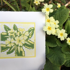 Spring Primrose, limited edition, reduction colour linocut, lino print