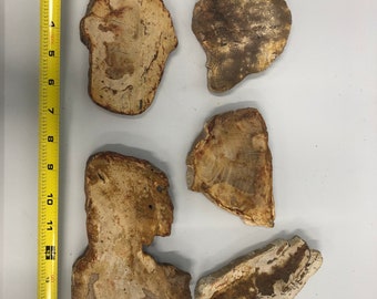 9102 Fossil Bone /& Tooth