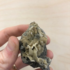 May include: A cluster of tan and gray crystals on a dark gray rock. The crystals are clustered together in a rough, organic shape.