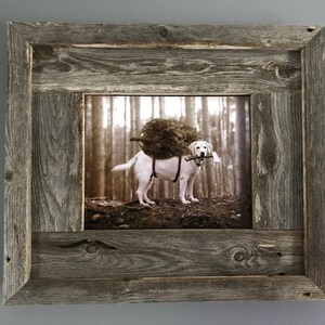 May include: A white dog carrying a large log on its back in a rustic wooden frame. The dog is in a forest setting and is looking at the camera. The frame is made of reclaimed wood and has a distressed finish.