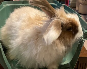 Fawn French Giant Rabbit Fawn French Angora Angora Fiber, German
