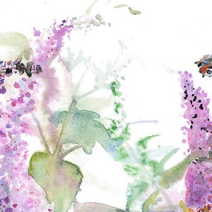 Buddleia 2
