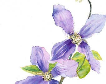 Clematis x durrandii/Clematis Watercolour Print
