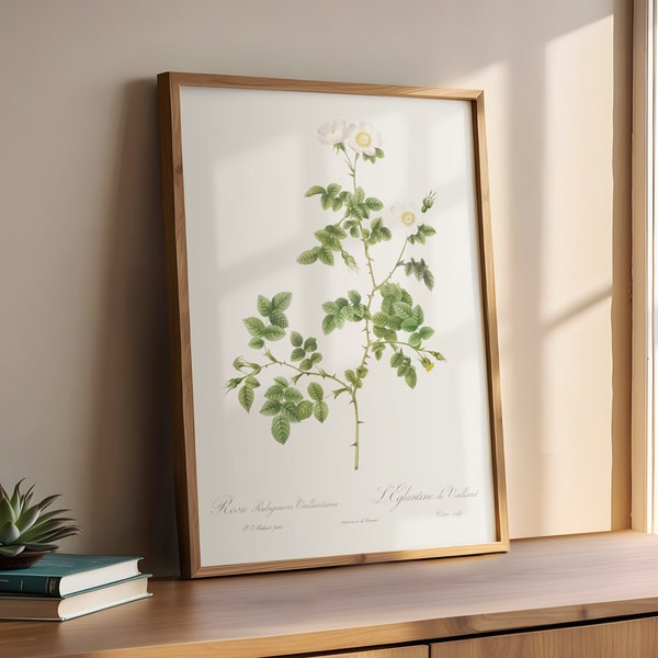 Vintage White Wild Rose Painting | Flower Print | White Rose Painting Verticle Printable Digital Art