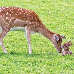 May include: A brown and white spotted deer nuzzles a smaller fawn lying on the green grass.